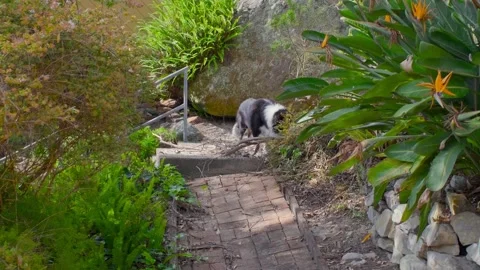 Border Collie sniffing around bushes and trees on sunny day Stock Footage 309971535