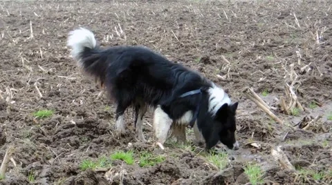 Border collie sniffs Stockbeeldmateriaal 50575808