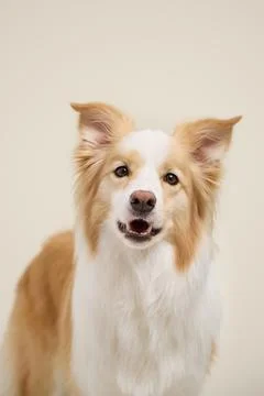 Border collie soft expression cream bg Stock Photos