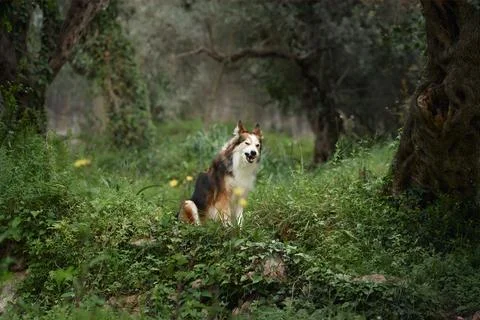 Border collie standing alone in forest path Stock Photos