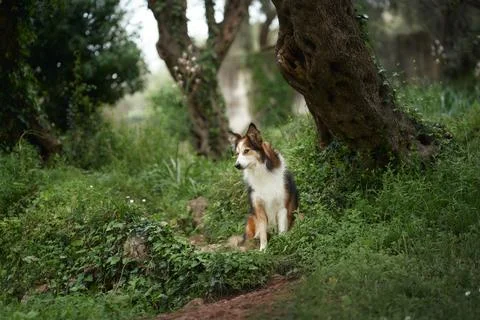 Border collie standing alone in forest path Stock Photos