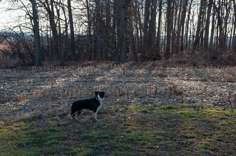 A border collie standing in a field in front of a forest Stock Photos