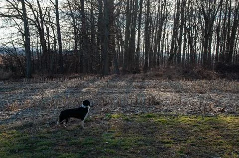 A border collie standing in a field in front of a forest Stock Photos