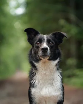 Border Collie standing on forest path Stock Photos
