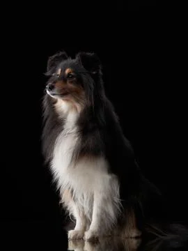 Border collie standing upright studio portrait Stock Photos