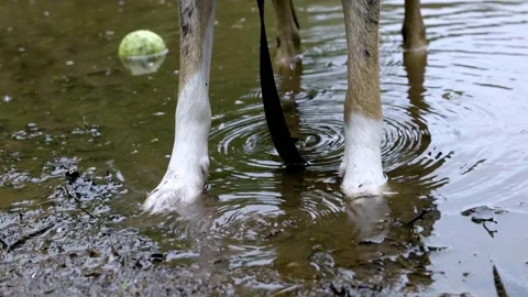 Border collie stands dripping slow motion then dashes Stock Footage 130689854