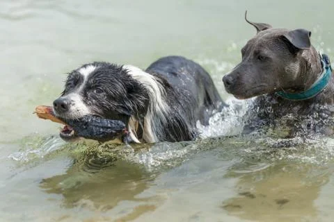 Border Collie with a stick in the water Stock Photos