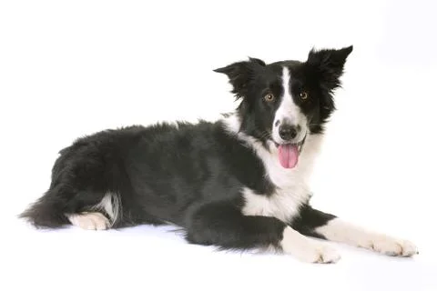 Border collie in studio Stock Photos