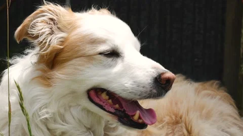 Border Collie in Sun Stock Footage 146199061