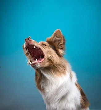 Border Collie with teeth exposed mid-action Stock Photos