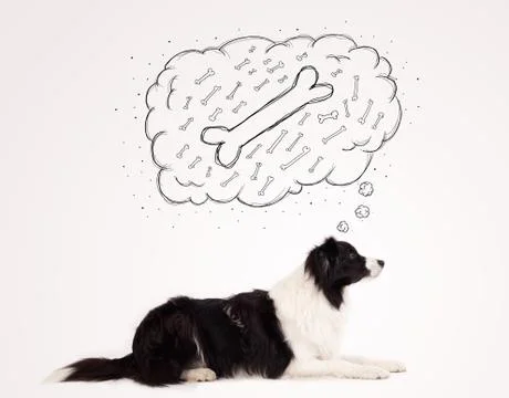 Border collie with thought bubble thinking about a bone Stock Photos