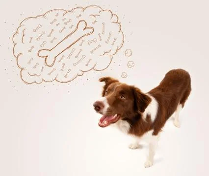 Border collie with thought bubble thinking about a bone Stock Photos