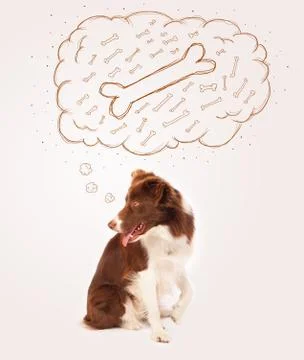 Border collie with thought bubble thinking about a bone Stock Photos