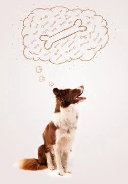 Border collie with thought bubble thinking about a bone Stock Photos