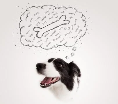 Border collie with thought bubble thinking about a bone Stock Photos