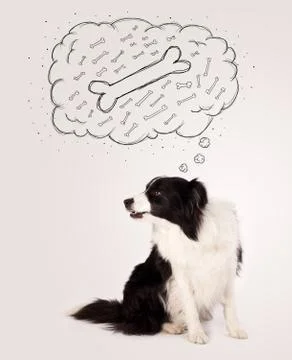 Border collie with thought bubble thinking about a bone Stock Photos