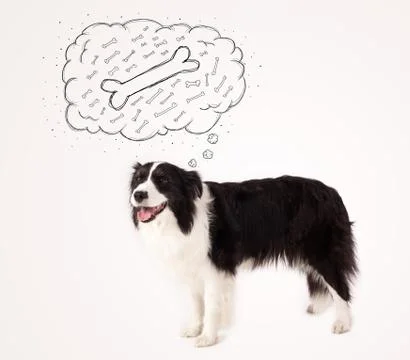 Border collie with thought bubble thinking about a bone Stock Photos