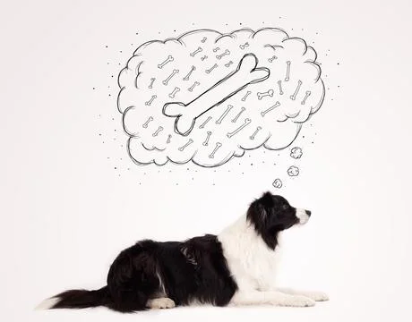 Border collie with thought bubble thinking about a bone Stock Photos