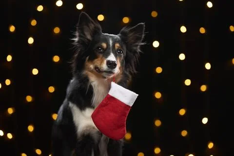 Border Collie with tiny stocking Stock Photos