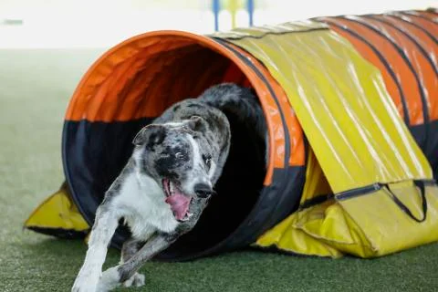 Border collie  training Stock Photos
