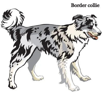 Border collie vector illustration Stock Illustration