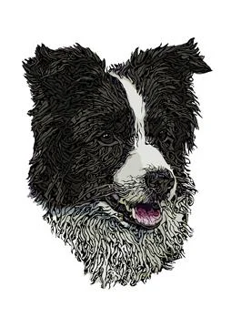 Border Collie vector illustration Stock Illustration