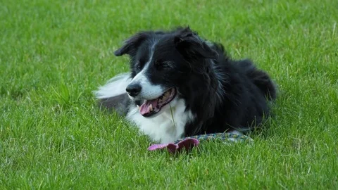 Border Collie waiting for owner Video stock 80551379