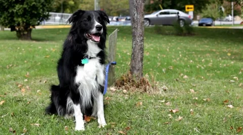 Border Collie waiting by a tree in grass 스톡 동영상 8683251