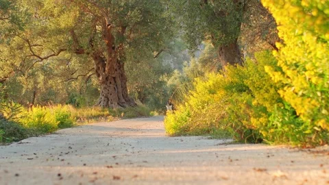 Border Collie Walking Down Dirt Path Stock Footage 284272766