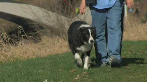 Border collie walking with two men in Park Stock Footage 646049