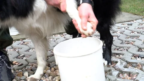 Border Collie, washing paws after a walk Video stock 104732110