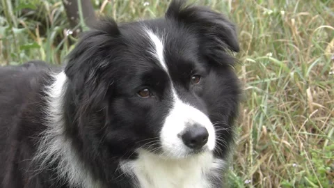Border Collie is watching something in the distance Stock Footage 243358196