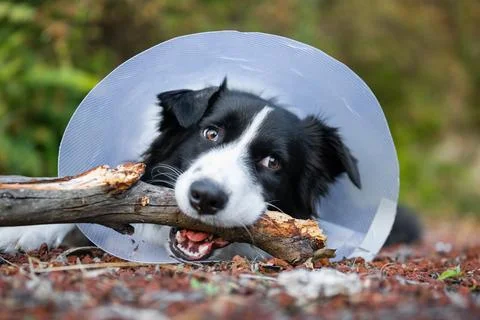 Border Collie wearing cone and chewing stick Stock Photos