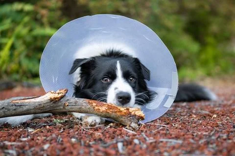 Border Collie wearing cone and chewing stick Stock Photos