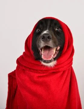 Border Collie wearing a red blanket Stock Photos