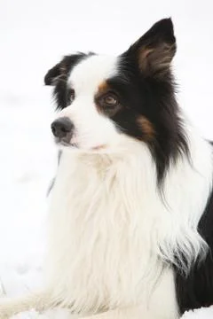 Border collie in winter Stock Photos