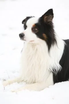 Border collie in winter Stock Photos