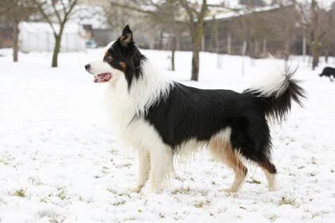 Border collie in winter Stock Photos
