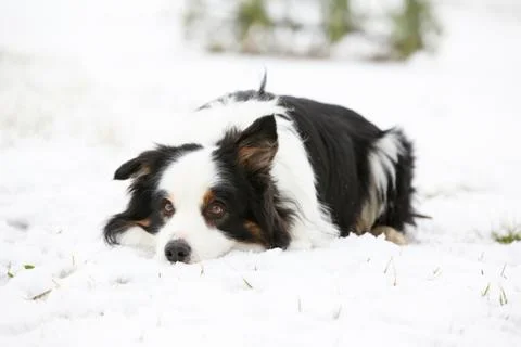 Border collie in winter Stock Photos
