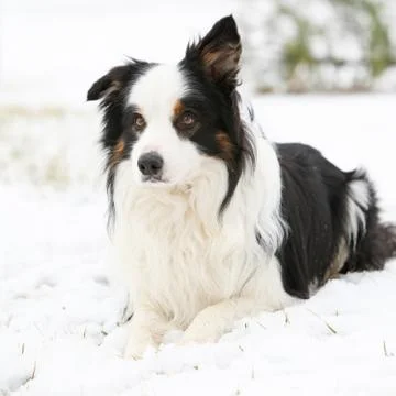 Border collie in winter Stock Photos