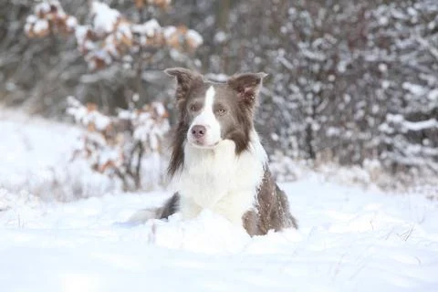 Border collie in winter Stock Photos