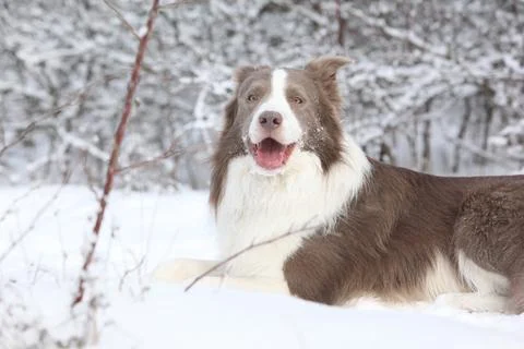 Border collie in winter Stock Photos