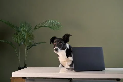 Border Collie working behind black laptop on white desk Stock Photos