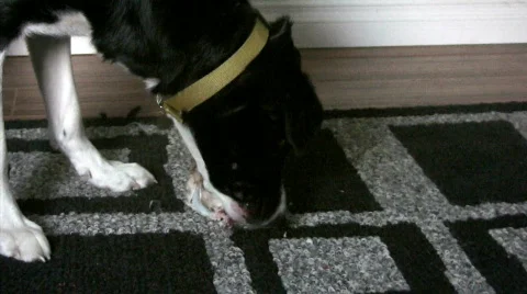 Border Collie/Lab with Bone  Stock Footage 285487