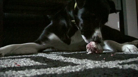 Border Collie/Lab Chewing Bone Stock Footage 285520