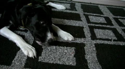 Border Collie/Lab Dog Chewing Bone Stock Footage 285449