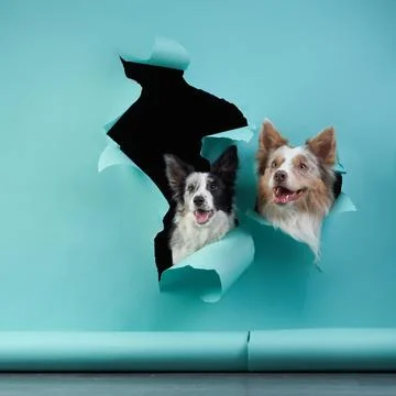 Border collies breaking through blue paper Stock Photos