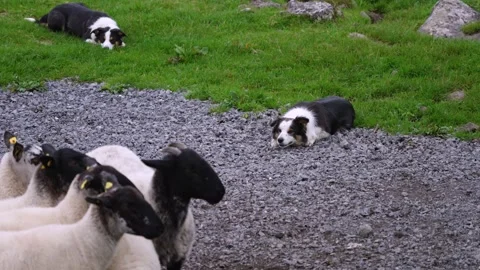 Border Collies Controlling a Flock of Sheep Stock Footage 316358653