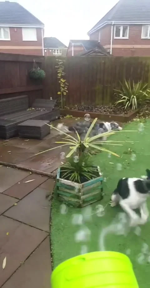 Border Collies Jumping for Bubbles, uk - 12 Nov 2021 Stock Footage 318372176