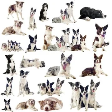 Border collies Stock Photos